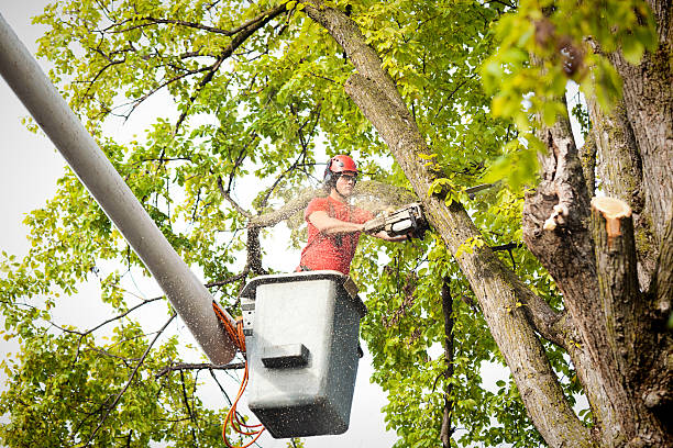 Reliable Waltham, MA Tree Care Services Solutions